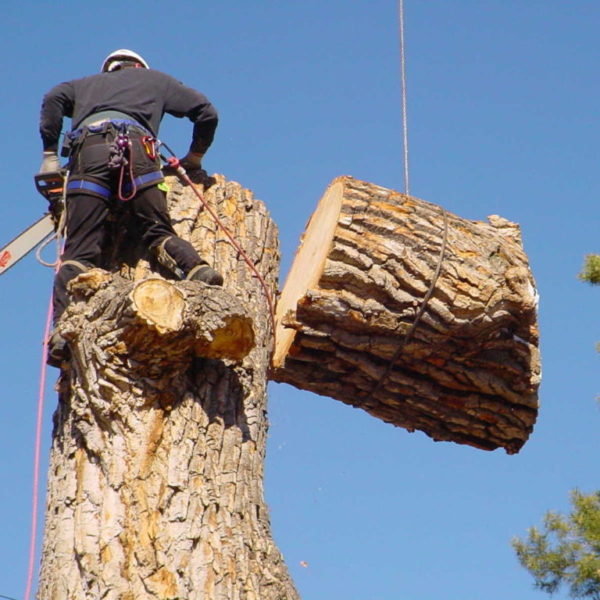 Tree Removal Portland